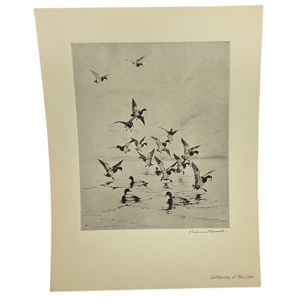 Roland Clark Gathering of the Clan Signed Etching Reproduction Nature Magazine 2 - Picture 1 of 3